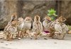 Partidge Chicks