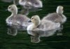 Swan Cygnets