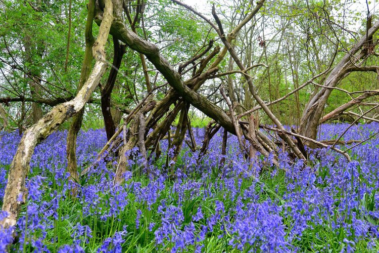 Bluebell Wood (2) - Click Image to Close